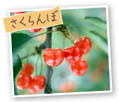 さくらんぼ