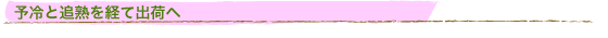 予冷と追熟を経て出荷へ