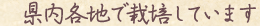 雪の中で育てています