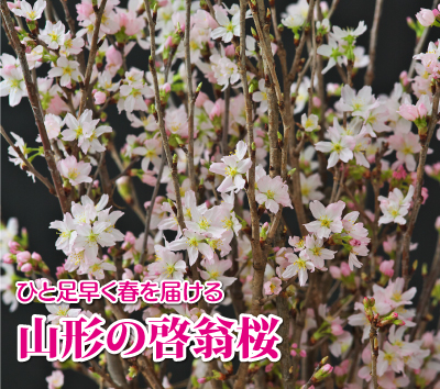 �ЂƑ������t��͂���R�`�̌[����