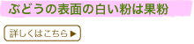 Ԃǂ̕\ʂ͉̔ʕ